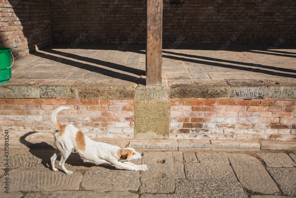 dog in Changu Narayan Temple,the oldest Hindu temple in Nepal dog in Changu Narayan Temple,the oldest Hindu temple in Nepal