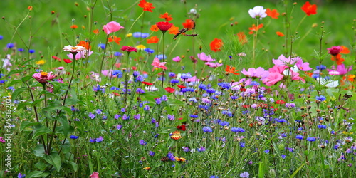 Farbenfrohe Blumenwiese mit verschiedenen Wildblumen