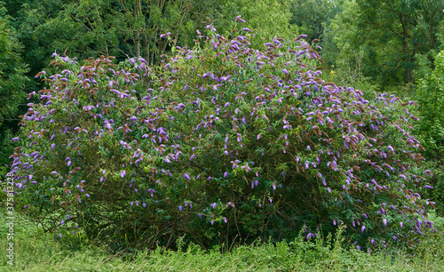 Beautiful shot of Mountain-laurel flower photo