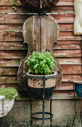 Basil plant in front of a cello photo