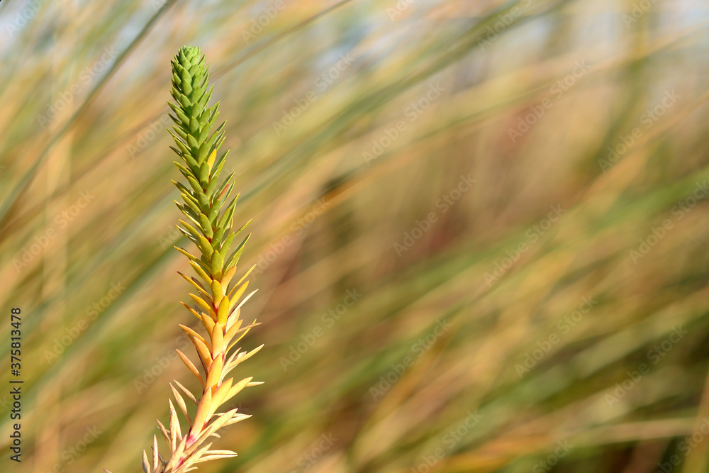 golden wheat field golden wheat field