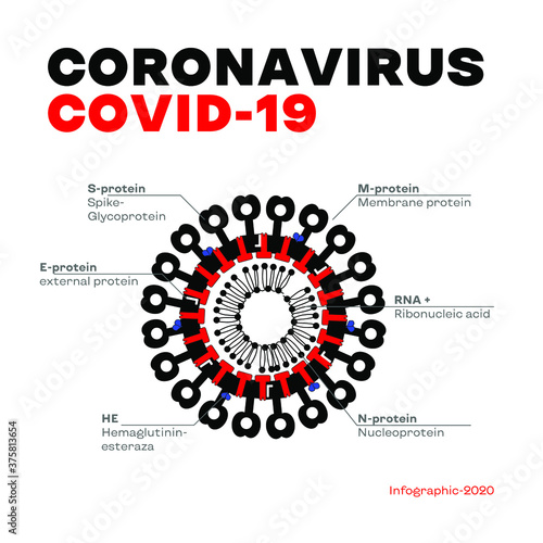 Medical vector infographic - coronavirus structure