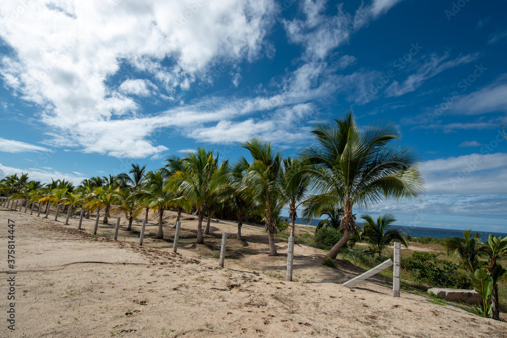 Fototapeta premium palm trees on the beach blue sky