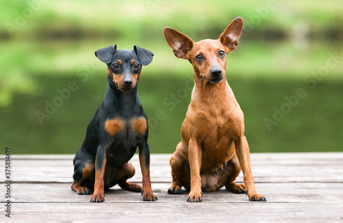 Sable brown and black and tan miniature pinscher portrait on summer time.  German miniature pinscher sitting outdoors on a wooden pier with green background. Smart and cute pincher with big funny ears