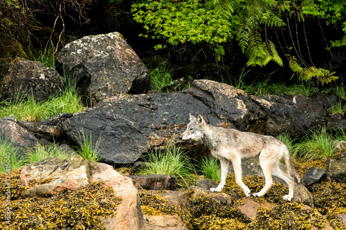 Closeup of a Gray Wolf walking in the Khutzeymateen Grizzly Bear Sanctuary in Canada photo