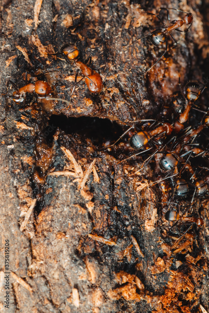 ant on tree ant on tree