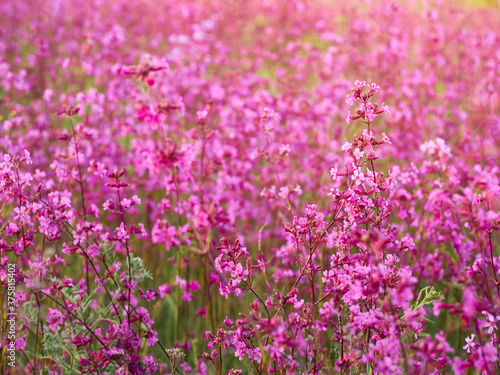 Pink flowers in warm light in the field. © Kulbabka