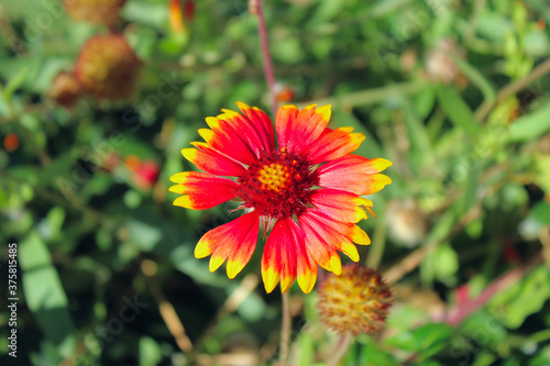 beautiful red flower with yellow edges