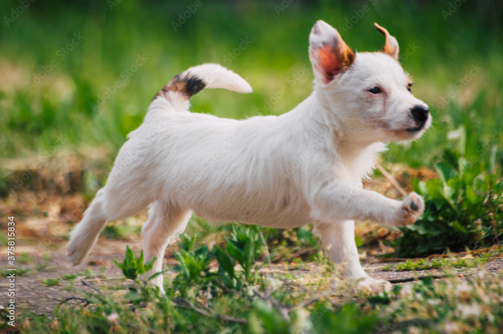 Cute jack russell terrier puppy in the yard Cute jack russell terrier puppy in the yard