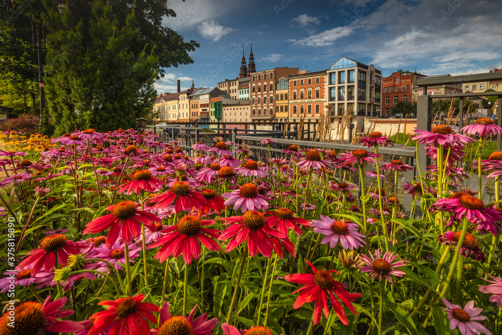 Flowers in Opole Venice, with a pretty colours and light. Opolskie, Poland 