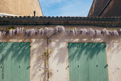 Blooming wisteria on building exterior, Goult, Southern France photo