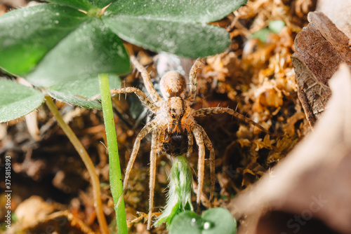 spider prey on a fly photo