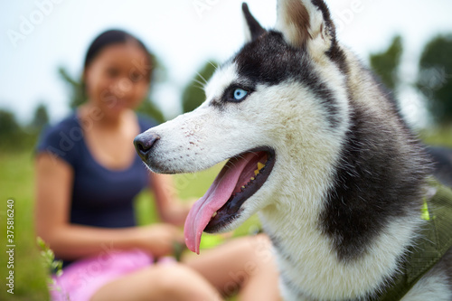 close up of one husky dog photo