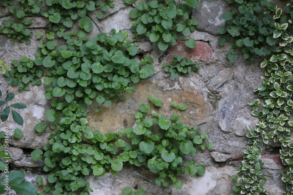 pianta rampicante su un muro pianta rampicante su un muro