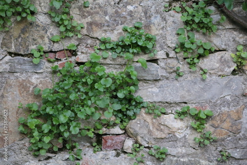 pianta rampicante su un muro © Matteo