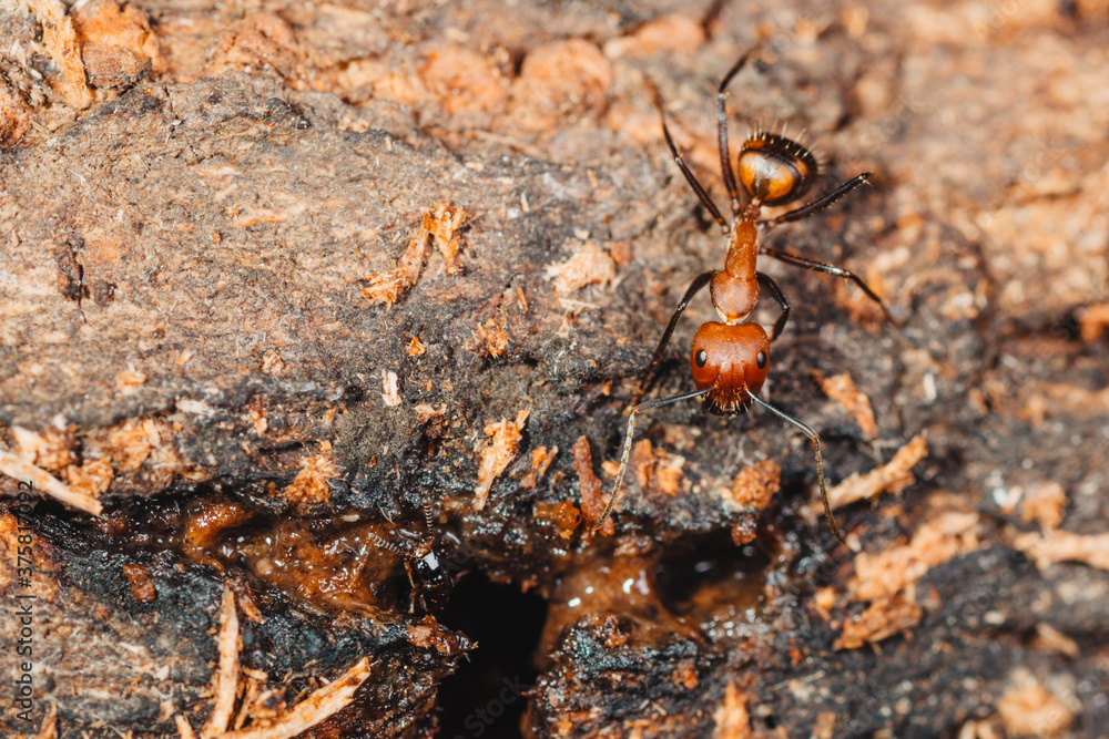 ant on tree ant on tree