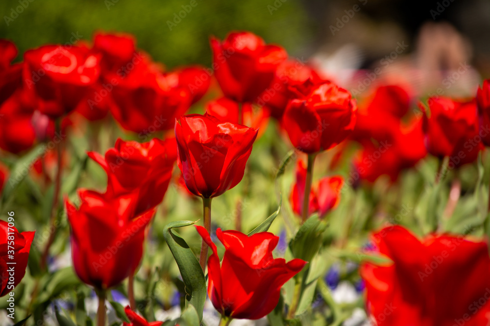 Close-up and selective focus shot of Tulip flower bed Close-up and selective focus shot of Tulip flower bed