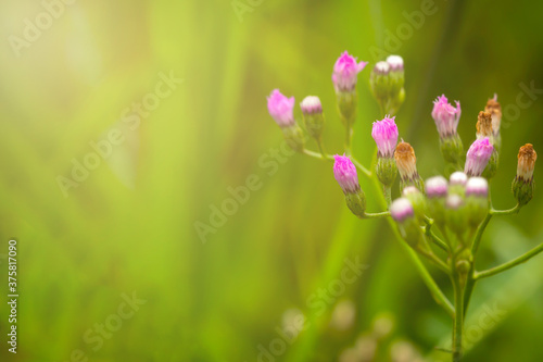 Golden light in the morning with purple flowers with green leaves as background