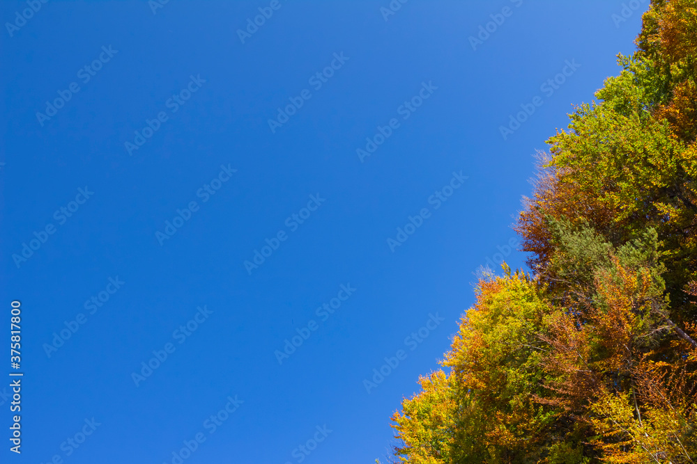 Autumn tree leaves on blue background, copy space Autumn tree leaves on blue background, copy space
