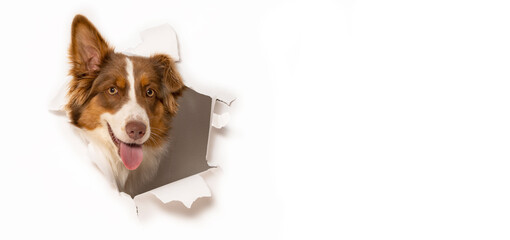 Australian Shepherd dog photographed in  a paper hole
