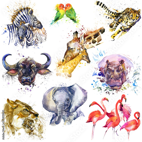 Photography Safary animals set