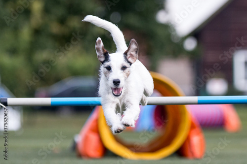 Bild auf Leinwand Purebred active black and white parson russel terrier running dog agility course with full attention and crazy speed