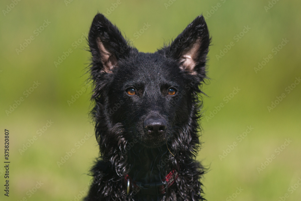 Fototapeta premium Stunning nice totally black Hungarian dog breed mudi, outside portrait on a sunny summer day with green grass background. Black purebred serious sheepdog herding mudi outdoors shot in city park