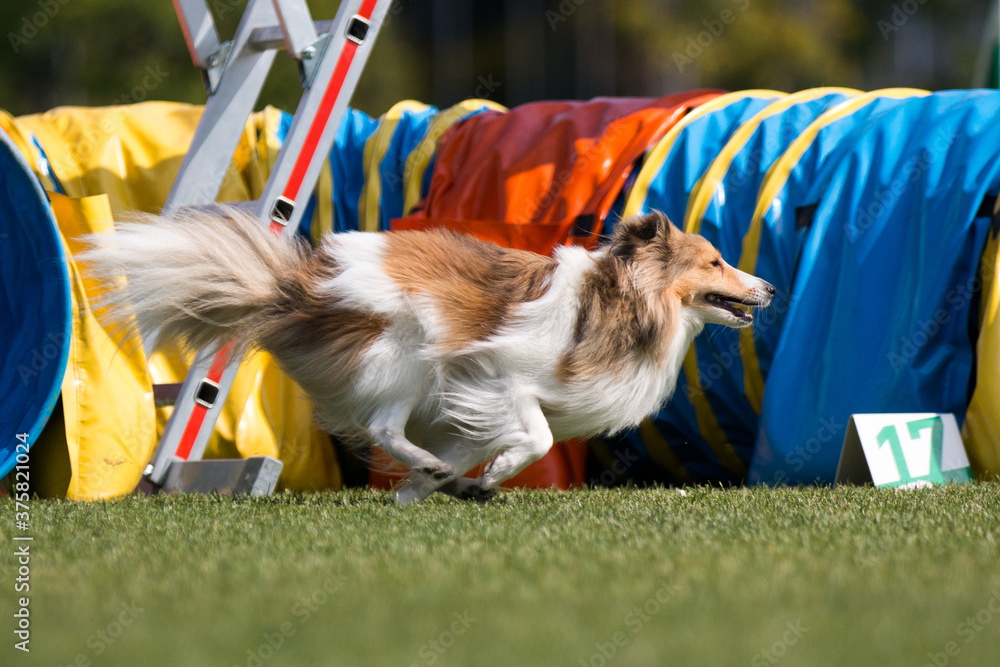 Fast and crazy sable and white shetland sheepdog running agility course on outside competition during sunny summer time.Smart, working and obedient little lassie, small collie dog doing agility hurdle