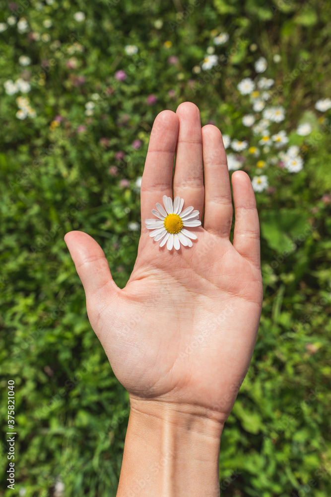 chamomile flower in the palm of your hand on a background of green grass chamomile flower in the palm of your hand on a background of green grass