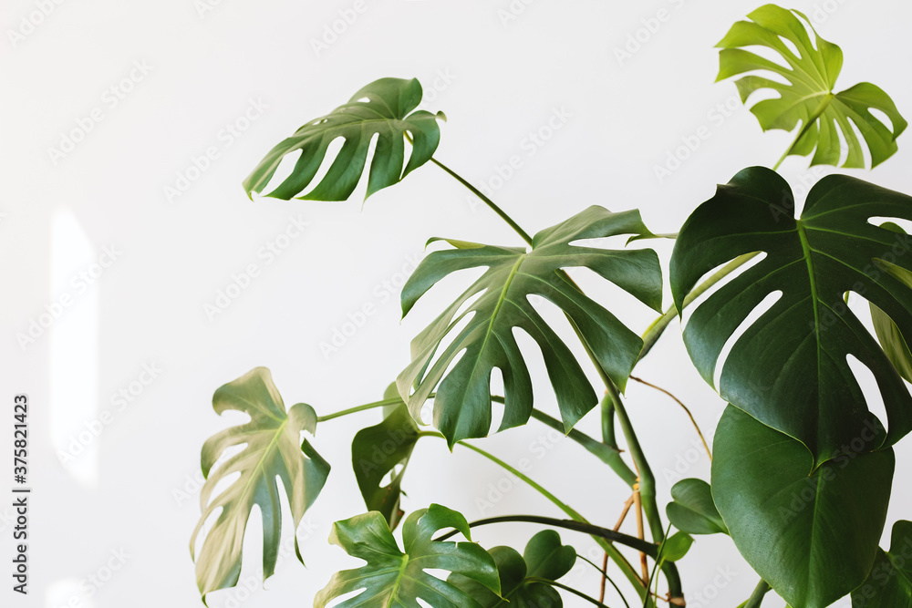 Monstera deliciosa or Swiss cheese plant in a modern interior, the concept of minimalism and scandy style. A beautiful combination of colors: green and white. Details of a modern interior. 