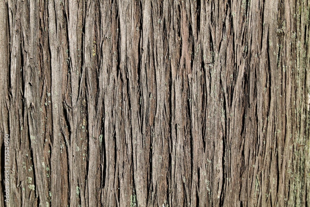 texture di corteccia di albero texture di corteccia di albero