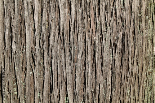 texture di corteccia di albero