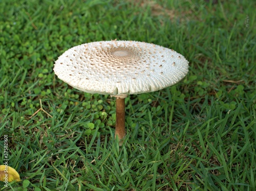 Closeup white Parasol mushroom , Macrolepiota procera in the grass in forest with blurred background ,macro image 