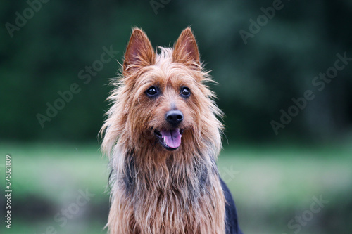 Принти на полотні Summer portrait of black and sable tan purebred typical australian terrier