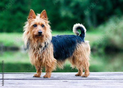 Obraz na płótnie Summer portrait of black and sable tan purebred typical australian terrier