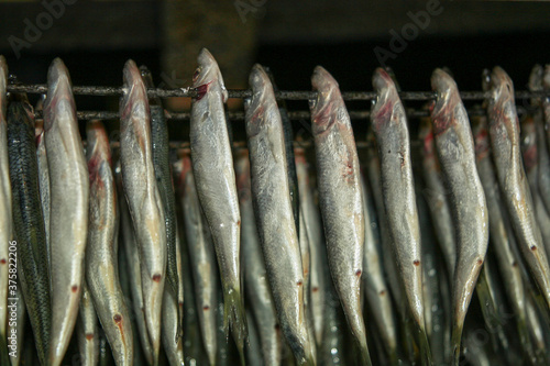 Baltic herring fish sprat in the cooking process. Rows of pickled golden herring on skewers, just after natural smoking. Delicious tasty fish snack popular in Latvia and Russia