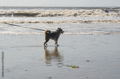 Dog on a leash walks on the beach