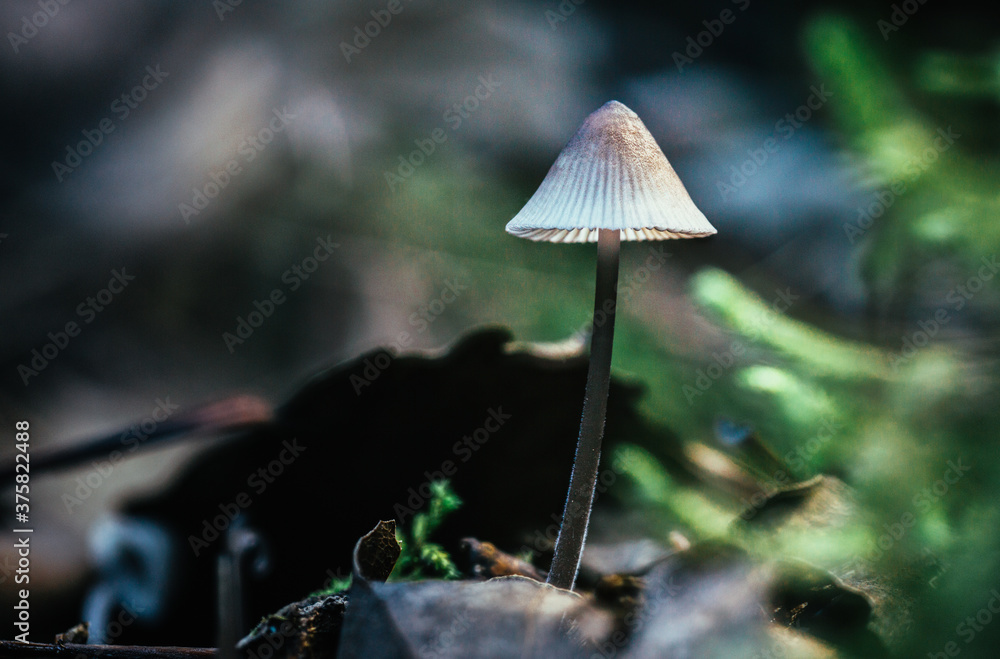 Mushroom in a Forest Mushroom in a Forest