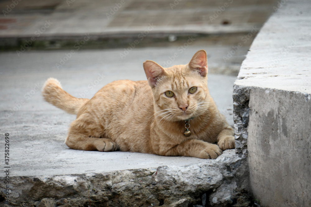 Ginger cat lying on the concrete floor.,Close-up of a ginger cat. Ginger cat lying on the concrete floor.,Close-up of a ginger cat.