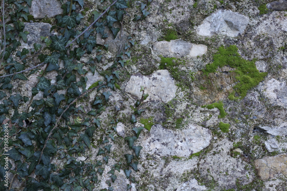 pianta rampicante su un muro di sassi con muschio pianta rampicante su un muro di sassi con muschio