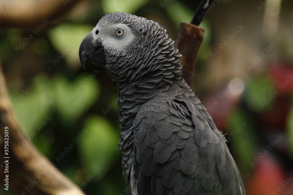 Obraz premium African grey parrot looking at viewer with eye