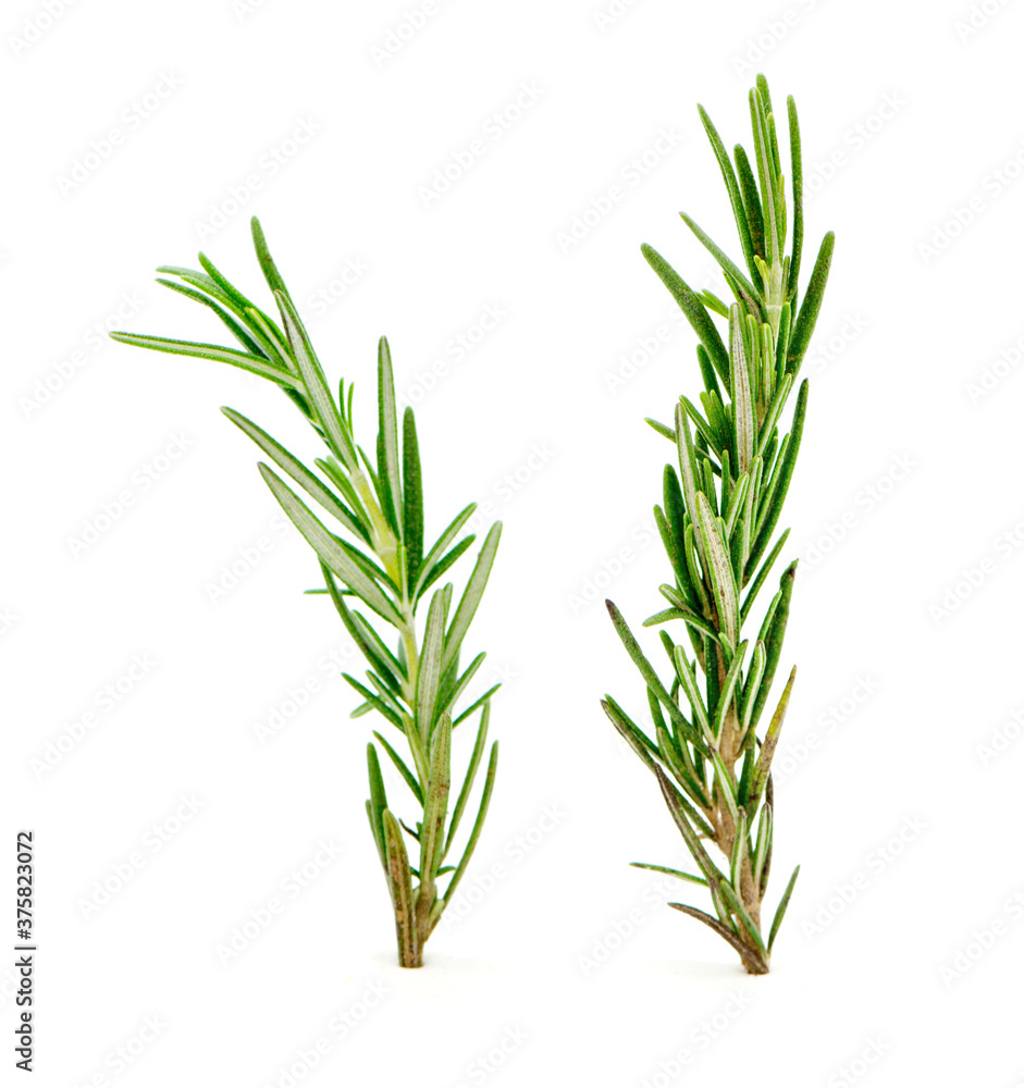 Fototapeta premium Rosemary isolated on white background