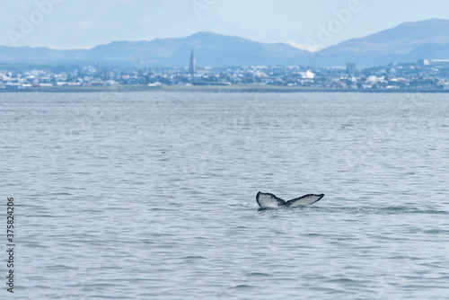 Reykjavík mit Buckelwal
