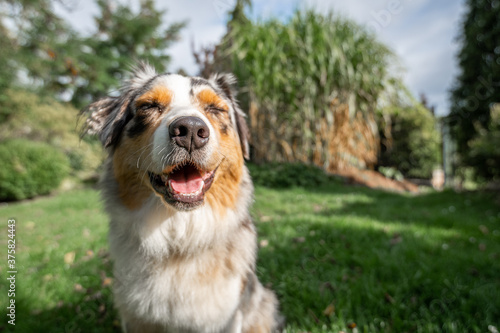 an australian shepherd wide angle shot sitting on the green gras funny face smile closed eyes