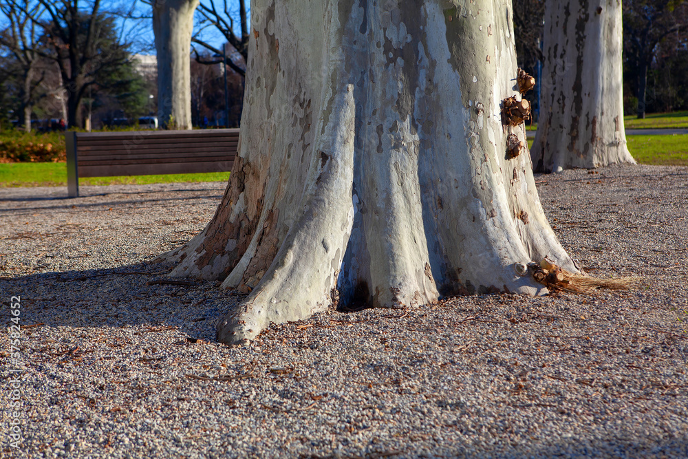Tree base , trunk with roots . City park in the springtime Tree base , trunk with roots . City park in the springtime