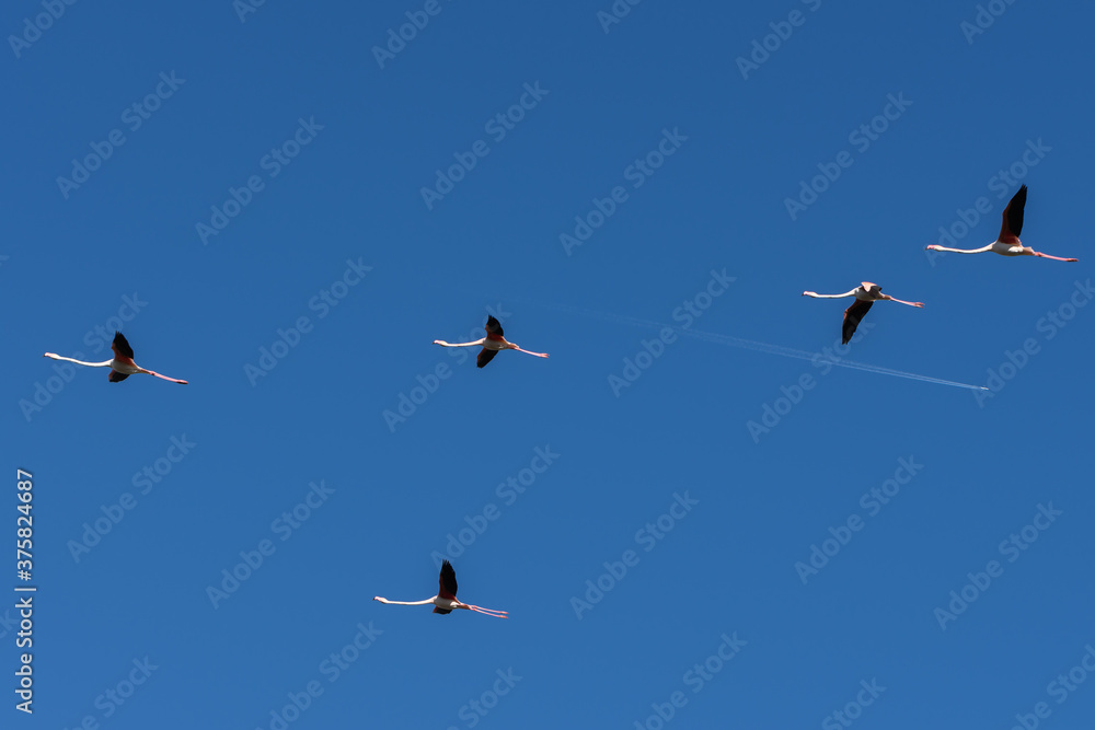 Flamencos Laguna Fuente de Piedra Flamencos Laguna Fuente de Piedra