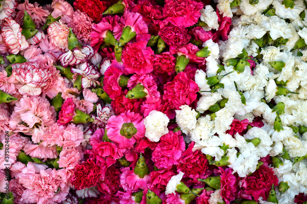 Background of carnation Background of carnation