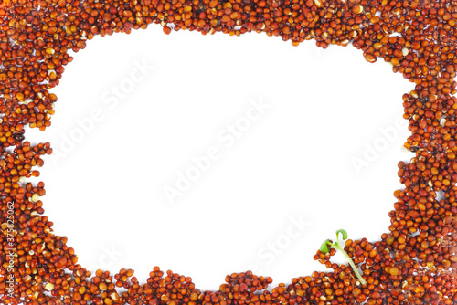 Frame : sprouted brown mustard seeds.