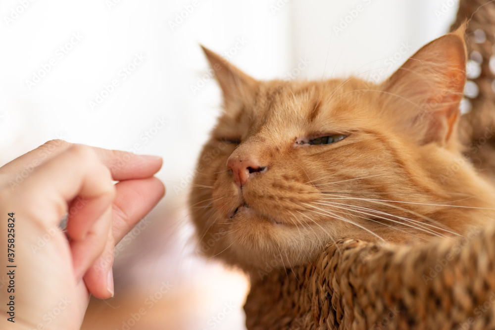 猫の髭を触る　　茶トラ猫