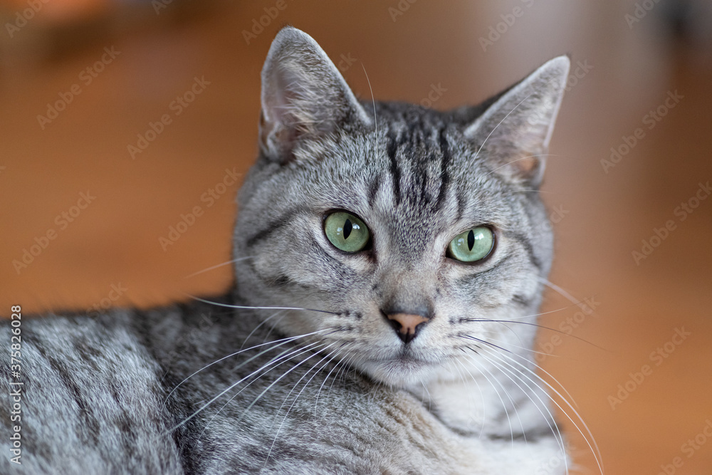 見つめる猫 サバトラ猫 見つめる猫 サバトラ猫